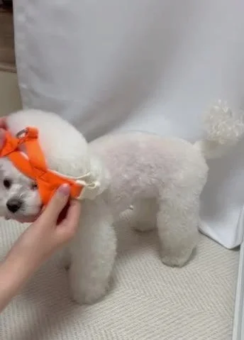 강아지 하네스 앞섬방지 앞고리 소형견 팔레트 상세 이미지 6